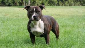 Staffordshire bull terrier: výskyt plemena a povaha psa